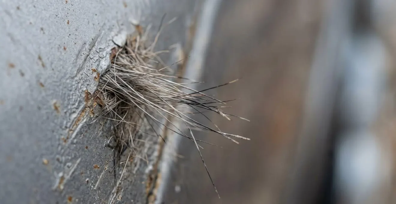 Preuves à collecter lors d'une collision avec un animal sauvage